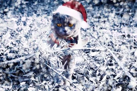 Christmas kitty Stock Photos