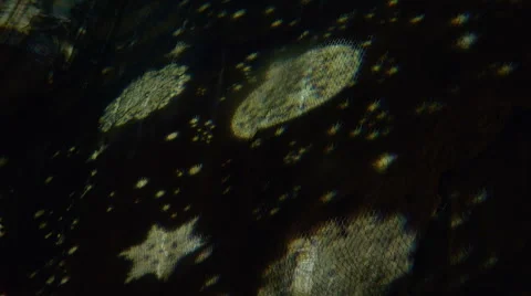 Christmas light decoration Stock Footage 41348321