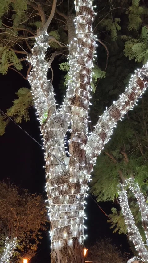 Christmas lights decorating a tree in a street Stock Footage 219399252