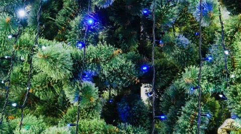 Christmas lights hanging in a tree Stock Footage 48068186