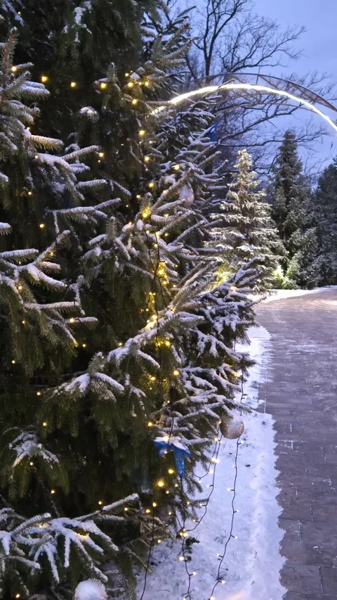 Christmas lights, tree and evening sky Stock Footage 324992157