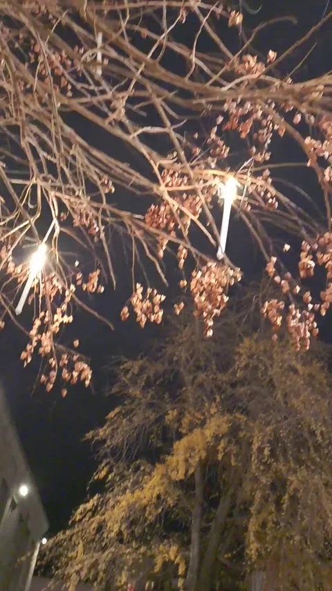 Christmas lights on the tree Stock Footage 325968911