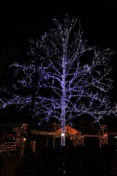 Christmas Lights on Tree Stock Photos