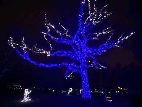 Christmas Lights on a Tree Stock Photos