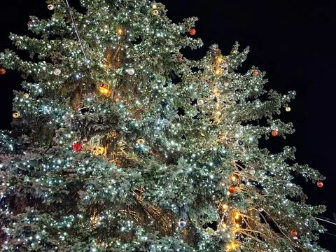 Christmas lights on a tree 库存照片
