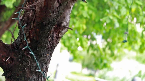 Christmas Lights on Tree in Summer Stock Footage 25038332