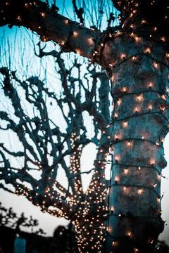 Christmas lights wrapped around tree trunk and branches Stock Photos