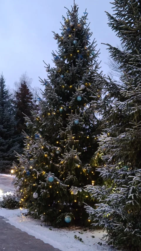 Christmas lush tree evening landscape Stock Footage 324992164