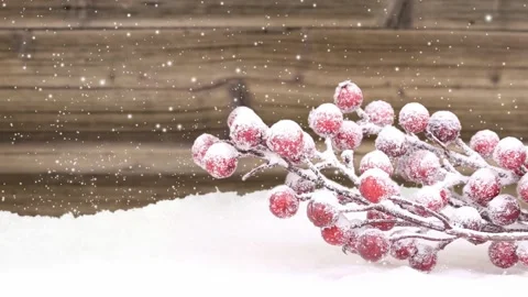 Christmas Mistletoe Branch Video stock 163531243