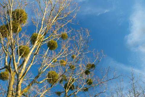 Christmas mistletoe on a tree background Stock Photos