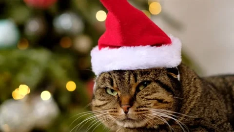 Matching Cat Pfps Christmas Hat