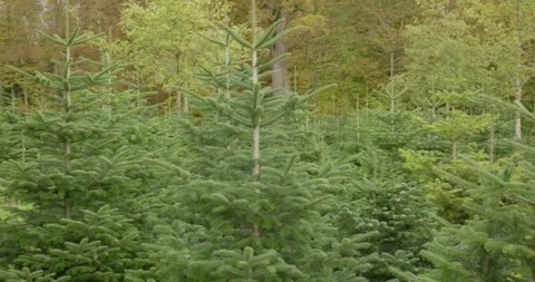 Christmas or evergreen pine tree nursery in a forest in Europe. Panning shot Stock Footage 255109425