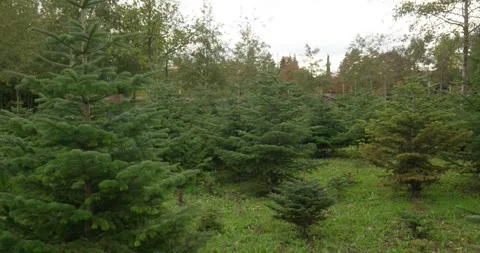 Christmas or evergreen pine tree nursery in a forest in Europe. Panning shot Stock Footage 255109430