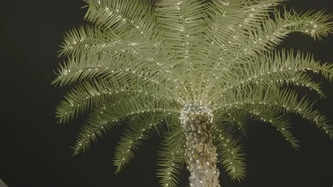 Christmas Palm Tree Stock Footage