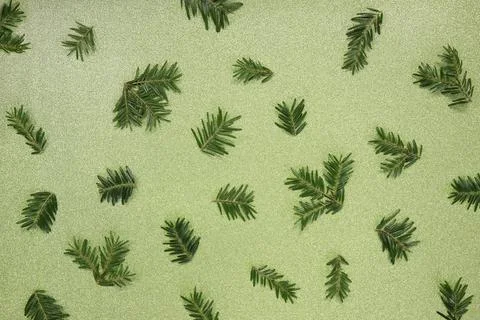 Christmas pattern, winter background. Pine twigs on green, glitter background Stock Photos