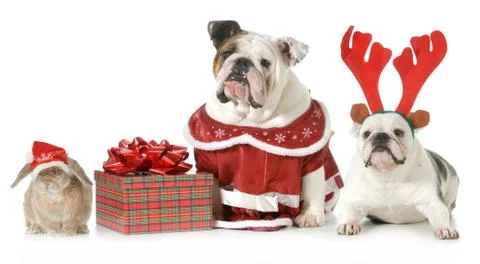 Christmas pets Foto stock