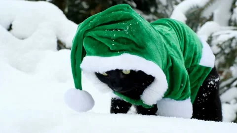Christmas for pets.Black cat in a green elf costume in a winter snowy forest. Stock Footage