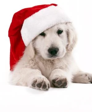 Christmas Stock Photos