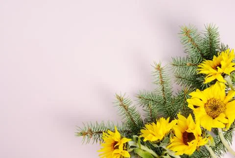 Christmas pine branches and red roses, background Stock Photos