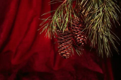 Christmas pine branches with pinecone 스톡 사진