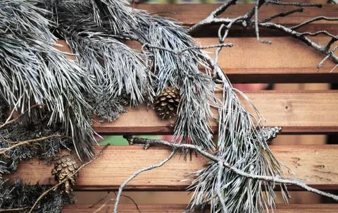 Christmas pine composition Stock Photos