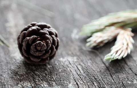 Christmas pine cone Stock Photos