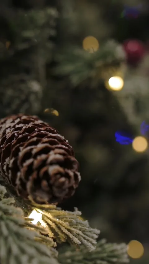 Christmas pine cone on tree with dark green needles and festive background Stockbeeldmateriaal 320147256