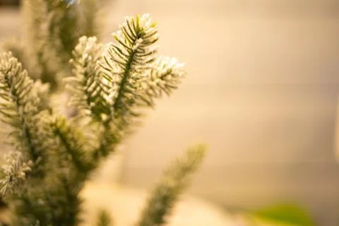 Christmas Pine Stock Photos