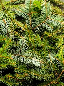 Christmas pine tree background Stock Photos