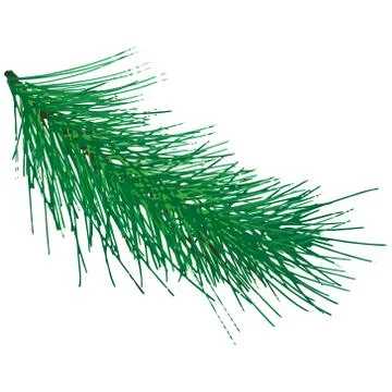 Christmas pine tree branch. Vector  green spruce branches. Stock Illustration