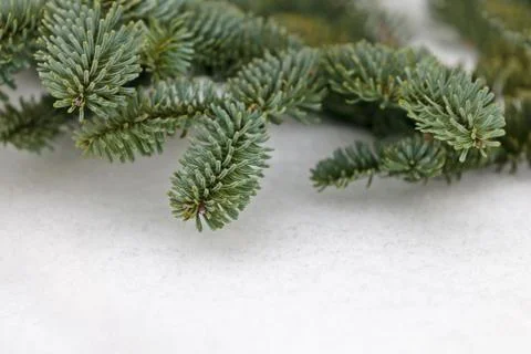 Christmas pine tree branches on snow Fotos de archivo