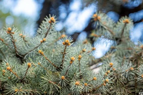Christmas pine tree greenery close-up background. Evergreen natural backdrop Stock Photos