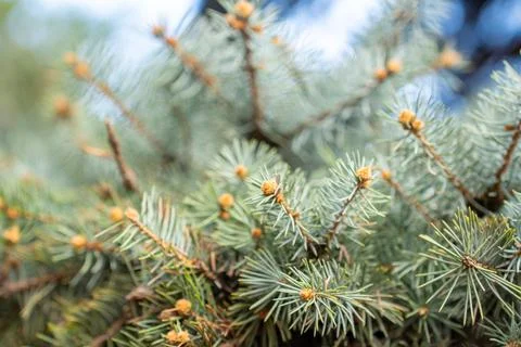 Christmas pine tree greenery close-up background. Evergreen natural backdrop Stock Photos