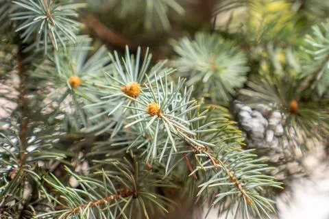 Christmas pine tree greenery close-up background. Evergreen natural backdrop Stock Photos