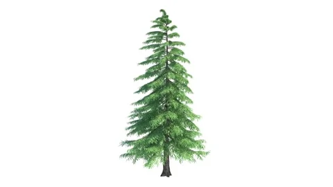 Christmas pine tree, pine grow up. Stock Footage 228609820