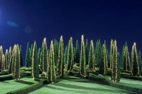 Christmas pine trees Stock Photos