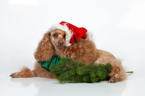 Christmas Poodle Stock Photos