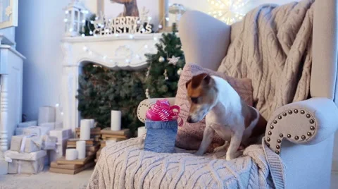 Christmas present, box for a dog Vídeo Stock 54440769