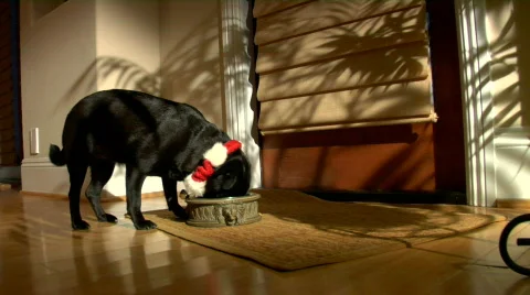 Christmas Pug eats dinner Stock Footage 503869