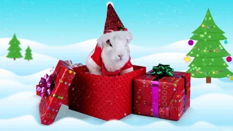 Christmas rabbit sniffing and looking around in gift box Stock Footage 70228628