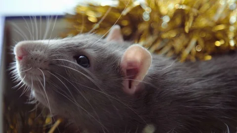 Christmas rat in a box Video stock 108629345