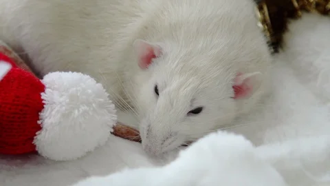 Christmas rat in a cap Video stock 108918528