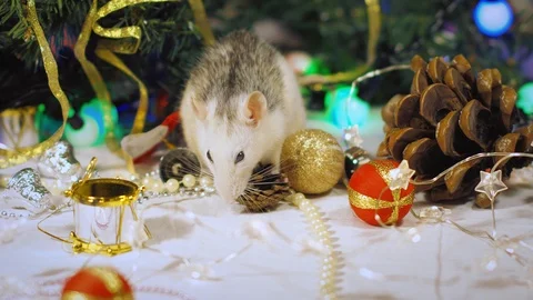 Christmas rat symbol of the new year 2020 surrounded by garlands nibbling nuts Stock Footage