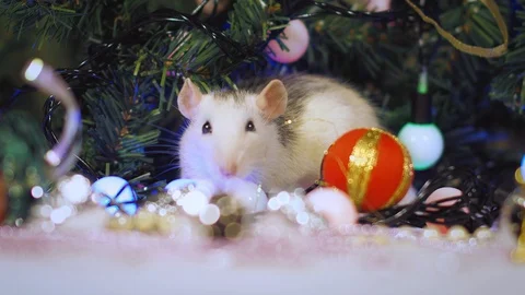 Christmas rat symbol of the new year 2020 surrounded by garlands Stock Footage