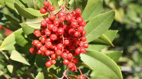 Christmas Red Berries medium close up Stock-Footage 563549