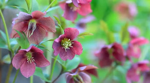 The Christmas rose. Stock Footage