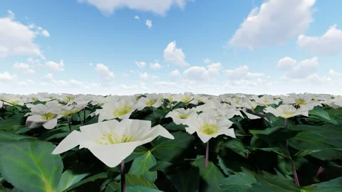 Christmas Rose Stock Footage 341594970