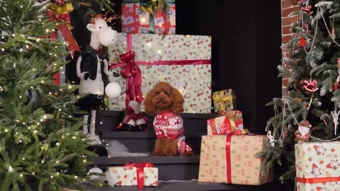 Christmas scene with beautifully wrapped presents and an adorable toy poodle Stock Footage 294048331