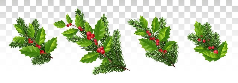 Christmas set for decoration. Pine branches and holly with red leaves. Vector Stock Illustration