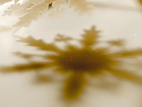 Christmas shadow snowflake macro Stock Photos